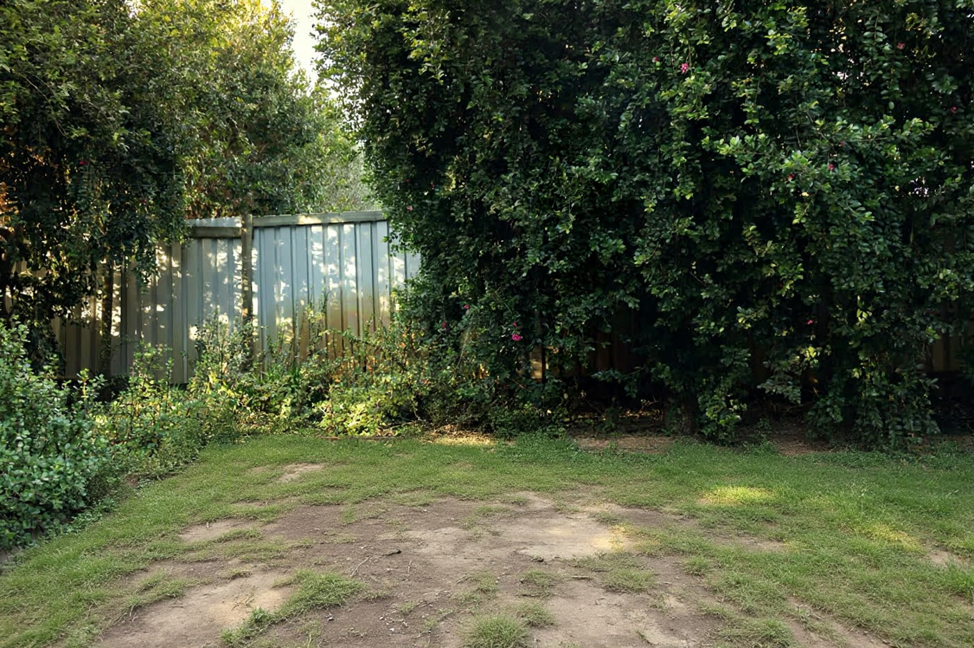 A shaded garden corner with a patchy, worn lawn and areas of bare soil, enclosed by a metal fence and dense flowering climbers.